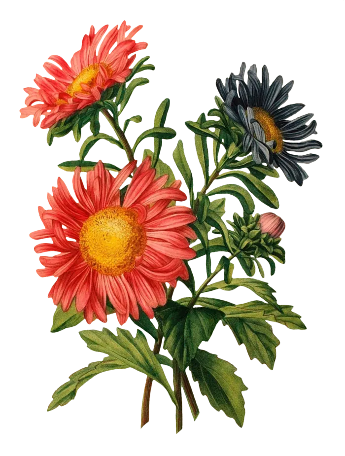 复古手绘植物花卉插画 免抠