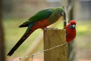 鹦鹉一只摄影图片