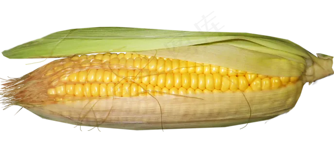 玉米, 甜的, 蔬菜, 剪出, 孤立, 健康,  玉米, 甜的, 蔬菜, 剪出, 孤立, 健康,