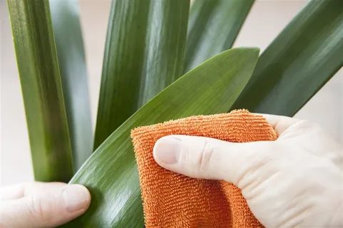 正在擦叶子的手