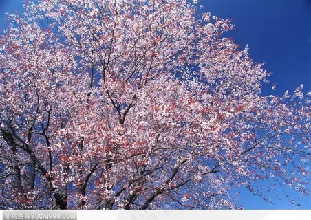 四季花木-一树美丽的梨花