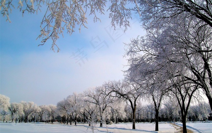 下雪过一排树