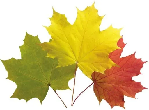 秋天 PNG 叶子免抠(3486x2592)