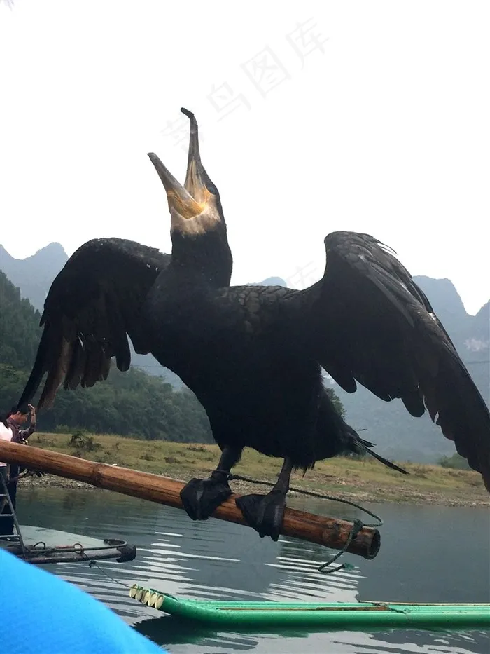黑色仰天鸬鹚