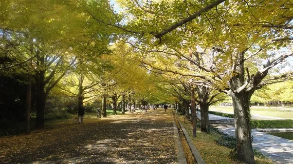 昭和公園銀杏大道