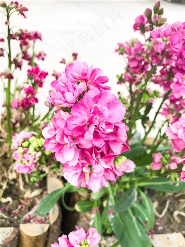 粉红色鲜艳的花