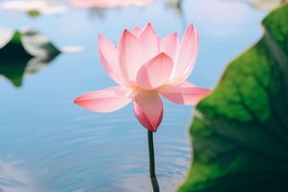 清新粉色荷花荷叶图