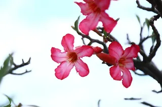 红色花朵背景图