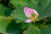 池塘中粉色荷花