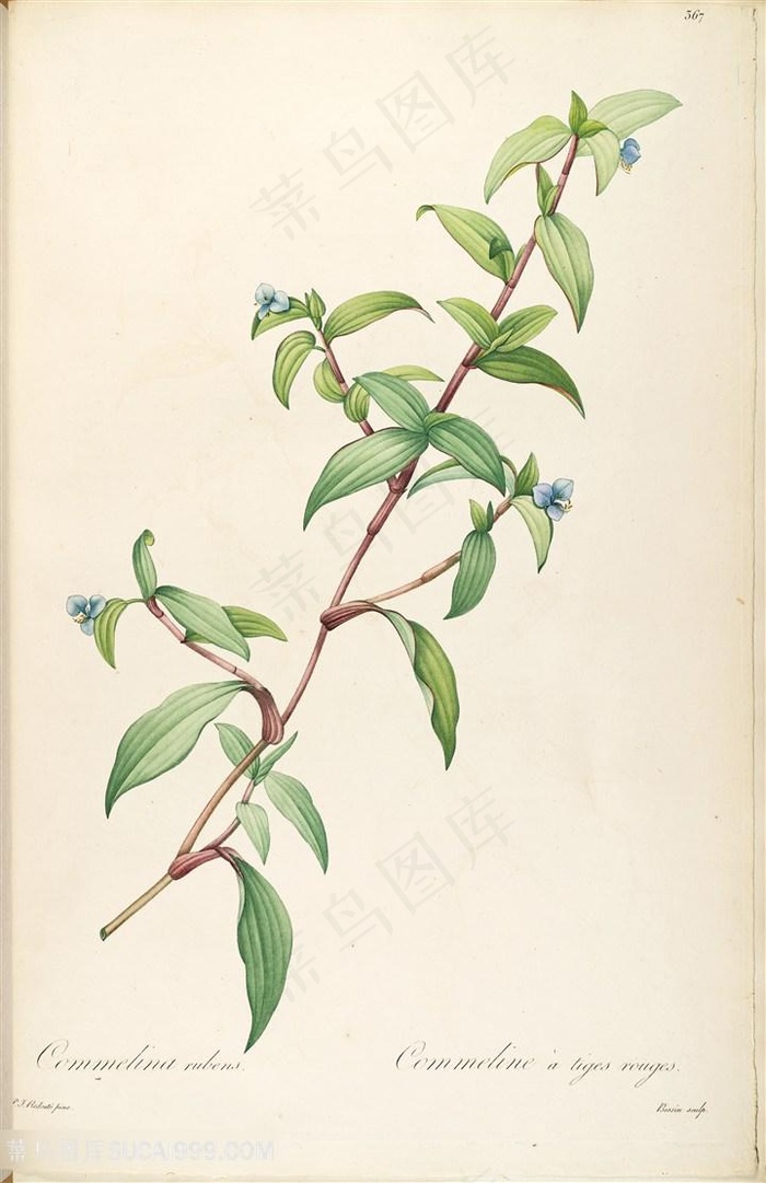 雷杜德原版高清花草树枝花卉图谱素材