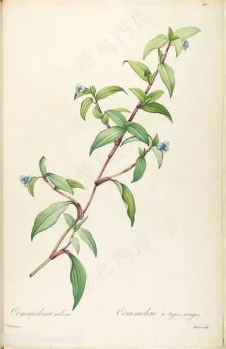 雷杜德原版高清花草树枝花卉图谱素材