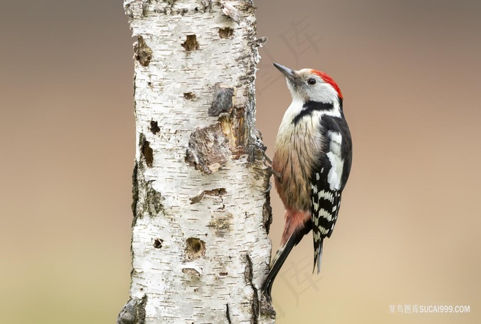 花啄木鸟图片