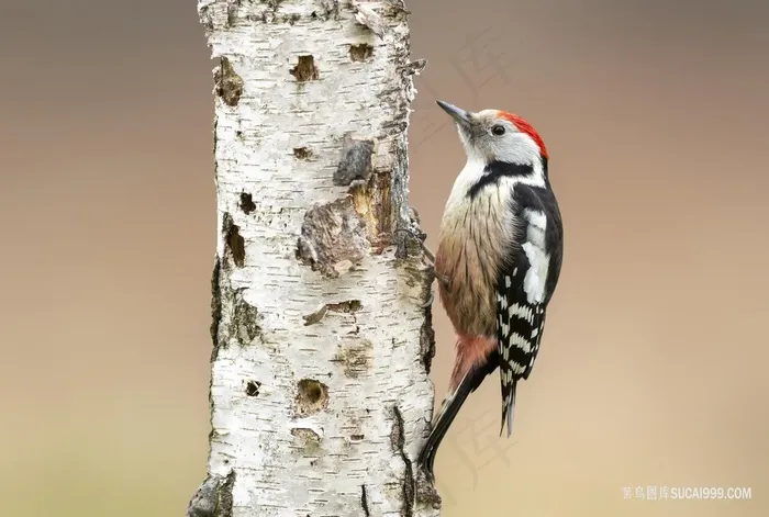 花啄木鸟图片