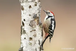 花啄木鸟图片