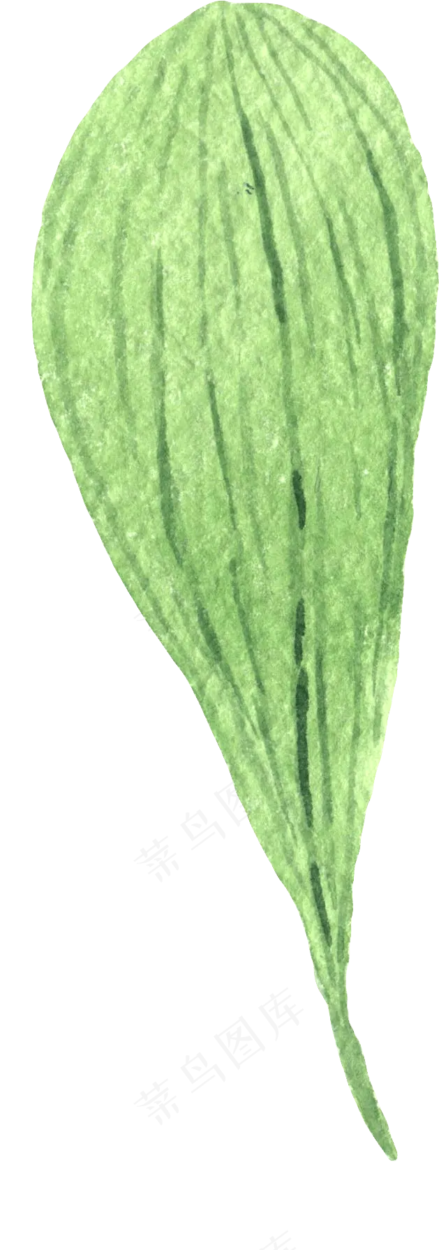 水彩插画-植物3