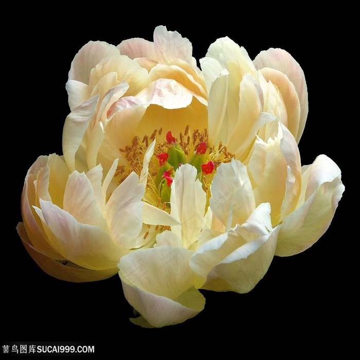 超高清芍药鲜花图片