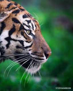 超高清老虎侧脸图片