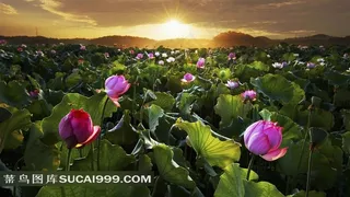 中国旅游名胜 高清夕阳映射荷塘美景图片