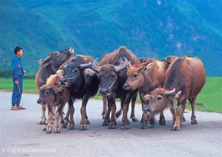 一群牛摄影图片