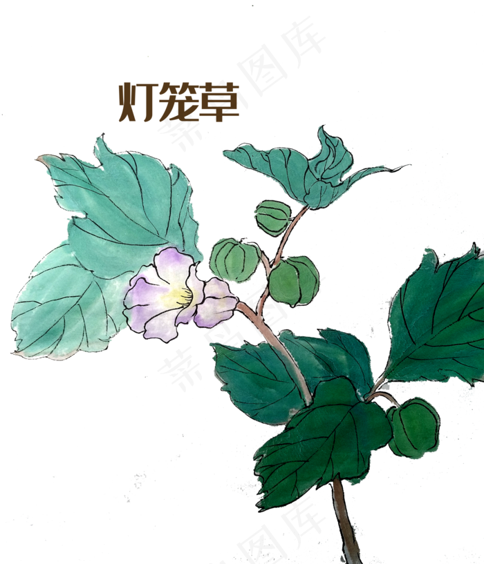 手绘草本中药药材灯笼草
