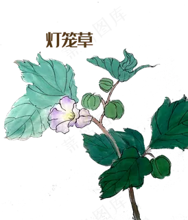 手绘草本中药药材灯笼草