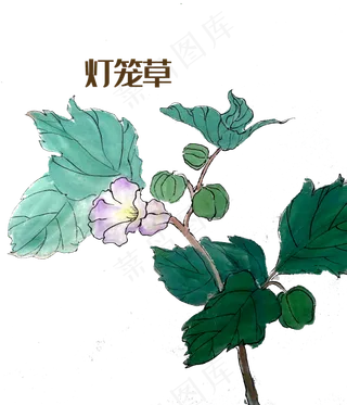 手绘草本中药药材灯笼草