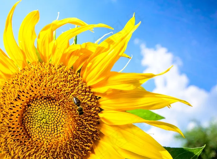 夏季灿烂向日葵图片