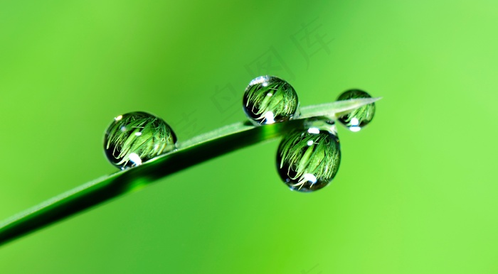 绿色雨滴背景图片
