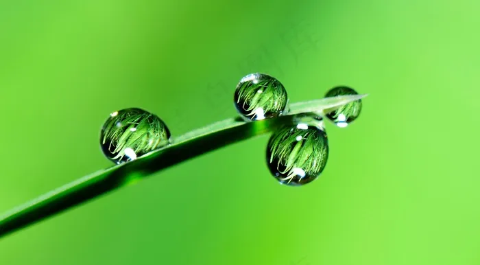 绿色雨滴背景图片