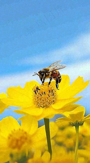 清新春天蓝天花丛黄色小花朵蜜蜂，春分摄影图