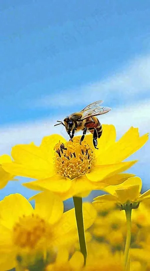 清新春天蓝天花丛黄色小花朵蜜蜂，春分摄影图