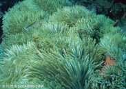 海底生物-海底世界里的像金针菇一样的海洋生物