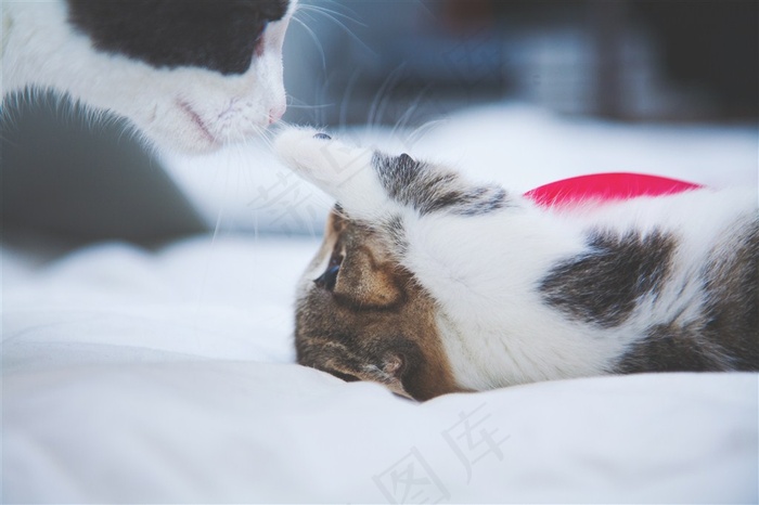 躺着睡觉的小猫高清图片