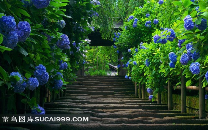 美丽清雅树林和绣球花风景图片