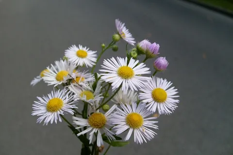 一束白色菊花图片 一束白色菊花图片