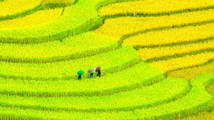 高清唯美梯田风景