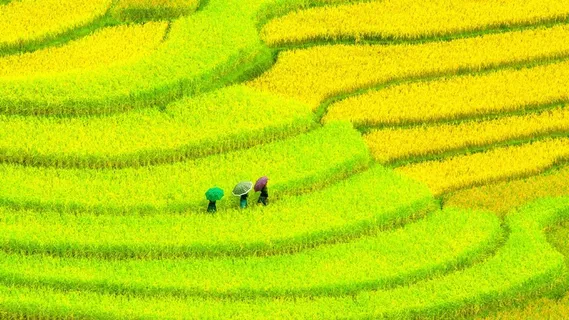 高清唯美梯田风景