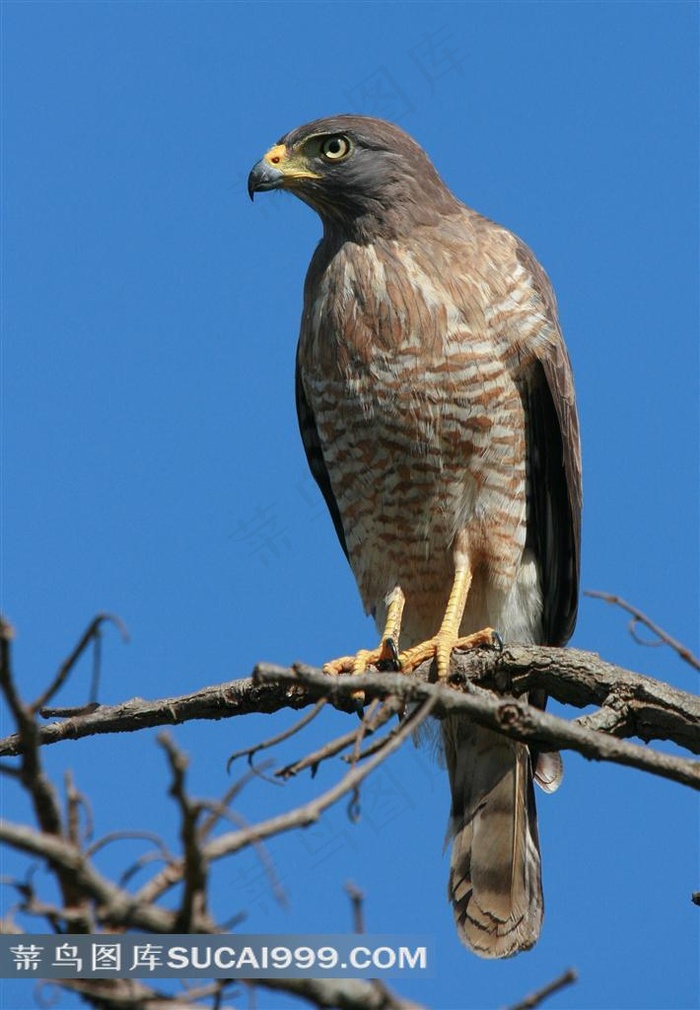 高清鸟鹰素材图片