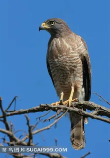 高清鸟鹰素材图片 高清鸟鹰素材图片