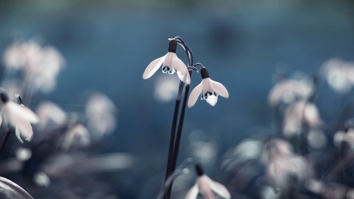 唯美高清小白花