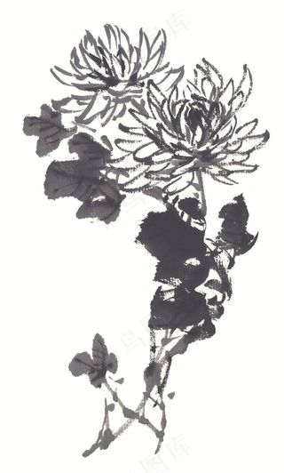 花卉绘画摄影图片