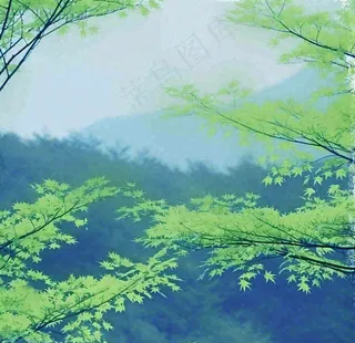 绿色的树冠特写