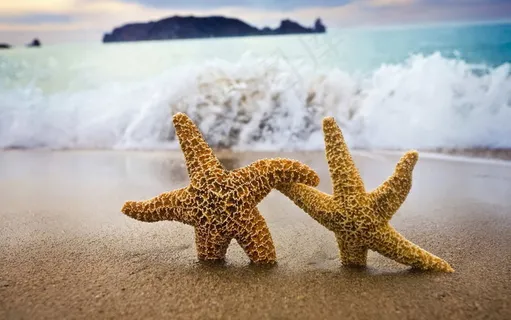 粒皮海星唯美壁纸图片 粒皮海星唯美壁纸图片