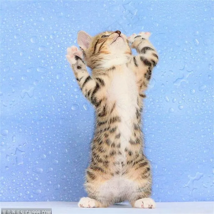 站立的小猫图片