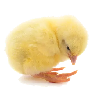 鹌鹑蛋 (超市商品白底图免抠实物摄影png格式图片透明底058