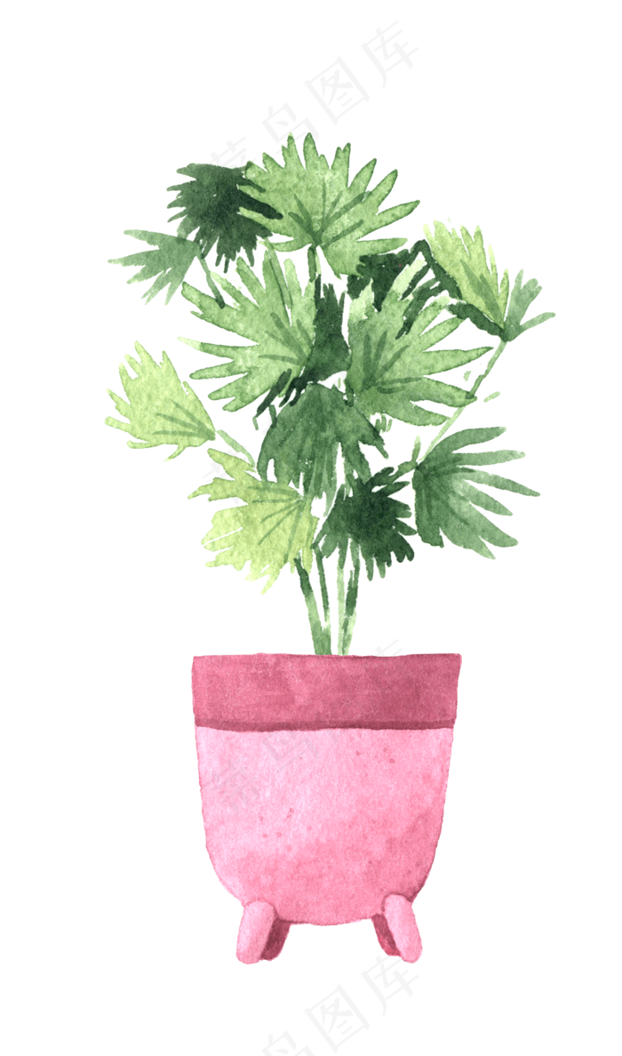 水彩插画-植物33