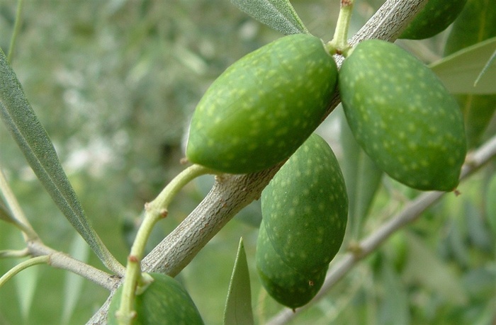 橄榄自然 绿色 果