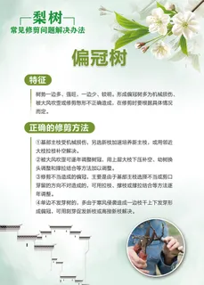 梨树常见修剪问题解决办法科普知识海报