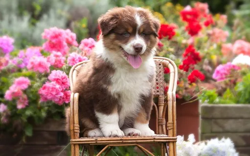 可爱小圣伯纳犬图片 可爱小圣伯纳犬图片