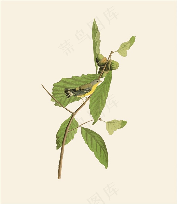 手绘花鸟植物素材果实